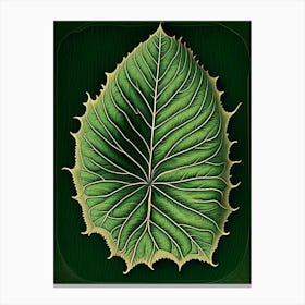 Betel Leaf Vintage Botanical 1 Canvas Print