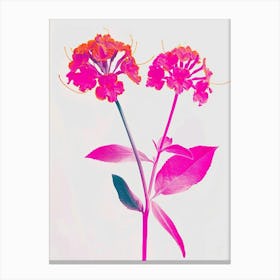 Hot Pink Lantana Canvas Print