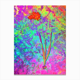 Ixia Filiformis Botanical in Acid Neon Pink Green and Blue n.0249 Canvas Print