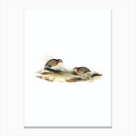 Vintage Swift Flying Hemipode Bird Illustration on Pure White n.0439 Canvas Print