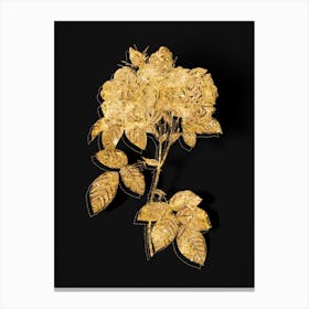 Vintage Italian Damask Rose Botanical in Gold on Black n.0082 Canvas Print