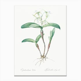 Fringed Star Orchid, Pierre Joseph Redoute Canvas Print