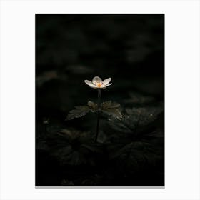 Flower In The Dark 63 Canvas Print