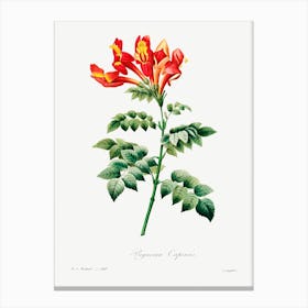 Bignonia Capensis, Pierre Joseph Redoute Canvas Print