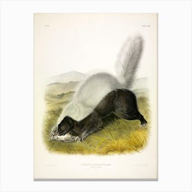 Texan Skunk, John James Audubon Canvas Print