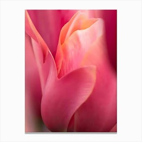 Pink Tulips 8 Canvas Print