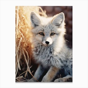 Kit Fox Photorealism 3 Canvas Print