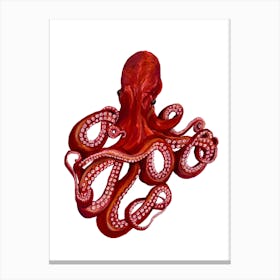 Octopus On White Canvas Print