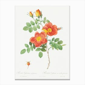 Austrian Copper Rose, Pierre Joseph Redoute Canvas Print
