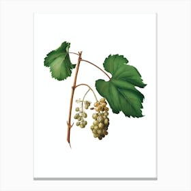 Vintage Friulli Grape Botanical Illustration on Pure White n.0818 Canvas Print