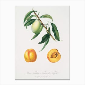 Apricot (Pesca Natalina) From Pomona Italiana (1817 - 1839), Giorgio Gallesio 1 Canvas Print