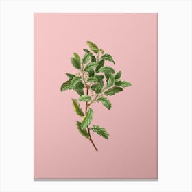 Vintage Evergreen Oak Botanical on Soft Pink n.0191 Canvas Print