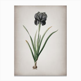 Vintage Mourning Iris Botanical on Parchment n.0962 Canvas Print