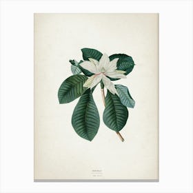 Vintage Ehret 4 Magnolia Foliis Canvas Print