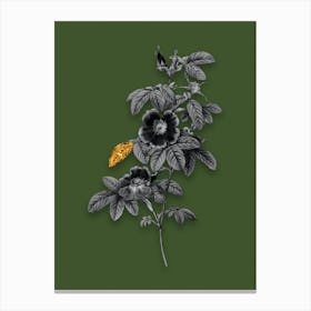 Vintage Single May Rose Black and White Gold Leaf Floral Art on Olive Green n.0832 Canvas Print