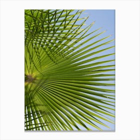 Green palm leaf and blue sky 1 Canvas Print