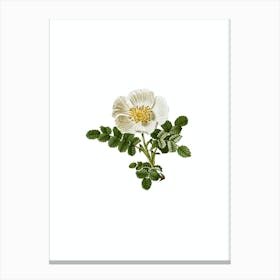 Vintage White Burnet Rose Botanical Illustration on Pure White n.0683 Canvas Print