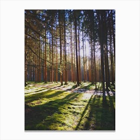 Forest In The Sun Canvas Print