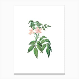 Vintage Turraea Pinnata Flower Botanical Illustration on Pure White n.0746 Canvas Print