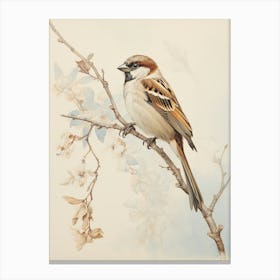 Vintage Bird Drawing House Sparrow 2 Canvas Print