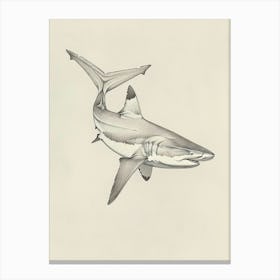 Scalloped Hammerhead Shark Vintage Pencil Illustration Canvas Print