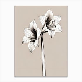 Amaryllis Minimalist Line Art Canvas Print