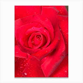 Water On Rose In Oil Canvas Print