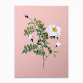 Vintage White Burnet Roses Botanical on Soft Pink n.0301 Canvas Print