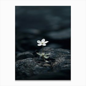 Single Flower On A Rock 2 Canvas Print