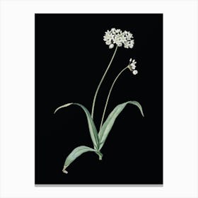 Vintage Spring Garlic Botanical Illustration on Solid Black n.0501 Canvas Print