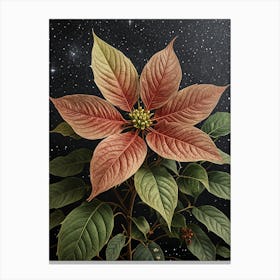 Poinsettia no1 Canvas Print