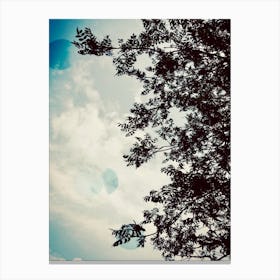 Looking Up Canvas Print