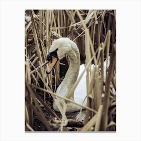 Swan In Reeds Canvas Print