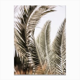 Palm Love Canvas Print