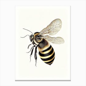 Insect Bee 2 Vintage Canvas Print