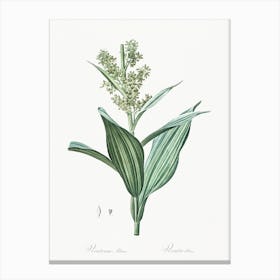 False Helleborine Illustration From Les Liliacées (1805), Pierre Joseph Redoute Canvas Print