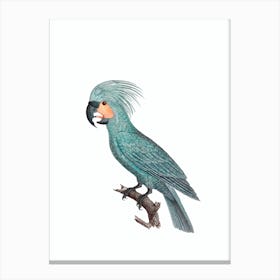 Vintage Goliath Palm Cockatoo Bird Illustration on Pure White 1 Canvas Print