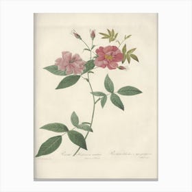 Rose Illustration, Pierre Joseph Redoute, Pierre Joseph Redoute(147) Canvas Print