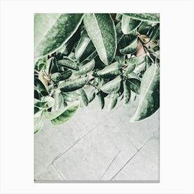 Eucalyptus Plant Canvas Print