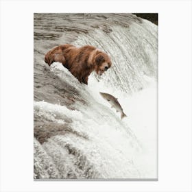 Grizzly Bear Catching Salmon Canvas Print