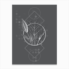 Vintage European Water Plantain Botanical with Line Motif and Dot Pattern in Ghost Gray n.0179 Canvas Print