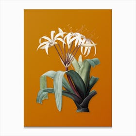 Vintage Crinum Erubescens Botanical on Sunset Orange n.0682 Canvas Print