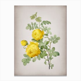 Vintage Sulphur Rose Botanical on Parchment n.0432 Canvas Print
