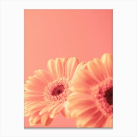 Peach fuzz trend - blooming beauties soft pastel orange colored Gerbera flowers in summer - floral nature and travel photography by Christa Stroo Photography Canvas Print