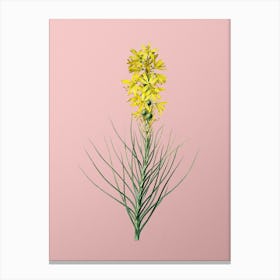 Vintage Yellow Asphodel Botanical on Soft Pink n.0043 Canvas Print
