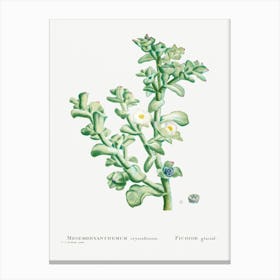 Mesembryanthemum Crystallinum, Pierre Joseph Redoute Canvas Print
