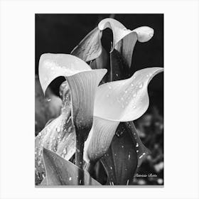 Calla Lily Canvas Print