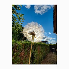 Dandelion Canvas Print