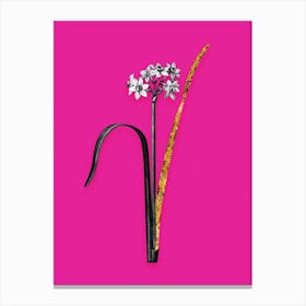 Vintage Cowslip Cupped Daffodil Black and White Gold Leaf Floral Art on Hot Pink n.0064 Canvas Print