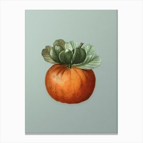 Vintage Bigarade Orange Botanical Art on Mint Green n.0057 Canvas Print